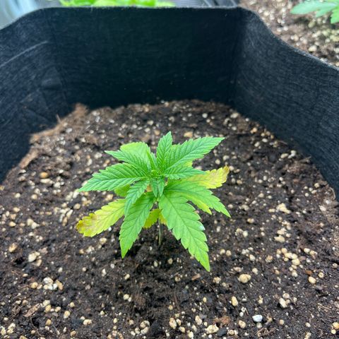 Purple Punch #1 growlog timeline photo