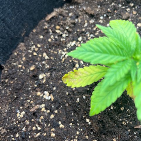 Purple Punch #1 growlog timeline photo