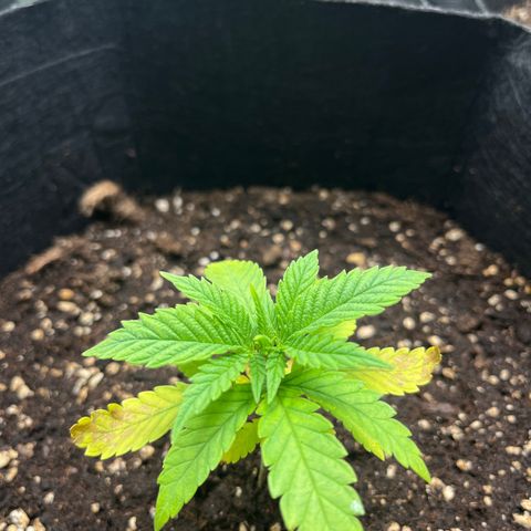 Purple Punch #1 growlog timeline photo
