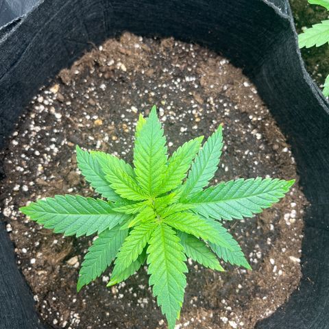 Purple Punch #1 growlog timeline photo
