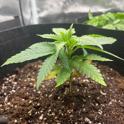 Purple Punch #1 growlog timeline photo