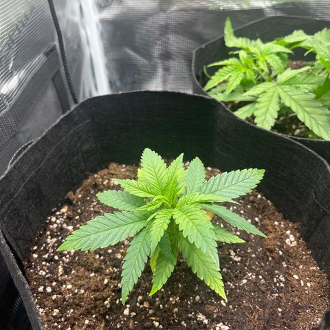 Purple Punch #1 growlog timeline photo