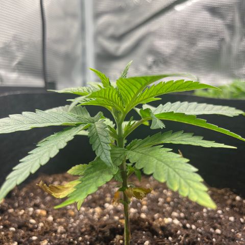 Purple Punch #1 growlog timeline photo