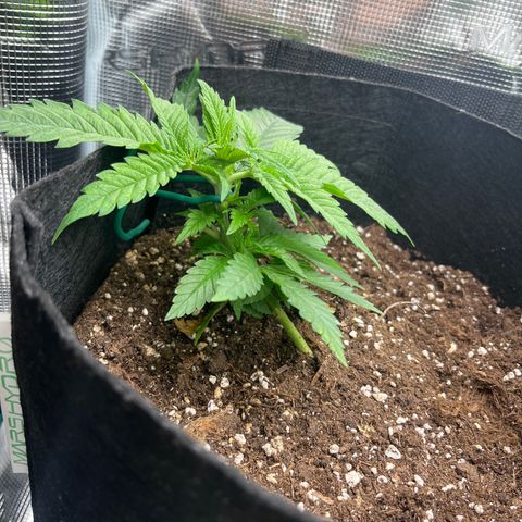 Purple Punch #1 growlog timeline photo