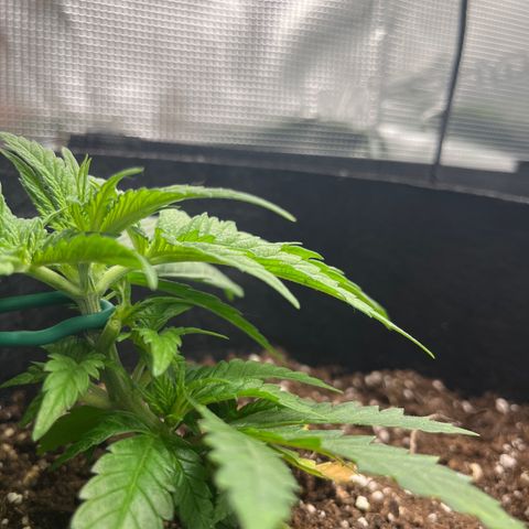 Purple Punch #1 growlog timeline photo