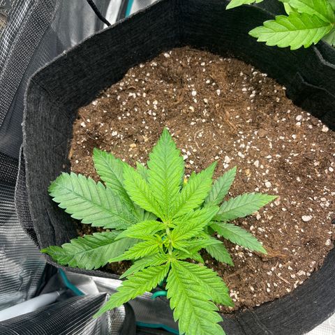Purple Punch #1 growlog timeline photo