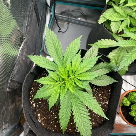 Purple Punch #1 growlog timeline photo