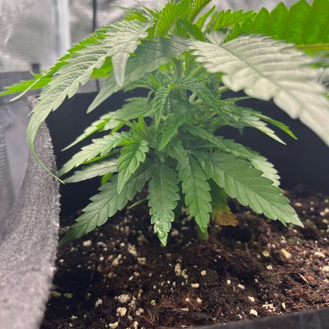 Purple Punch #1 growlog timeline photo