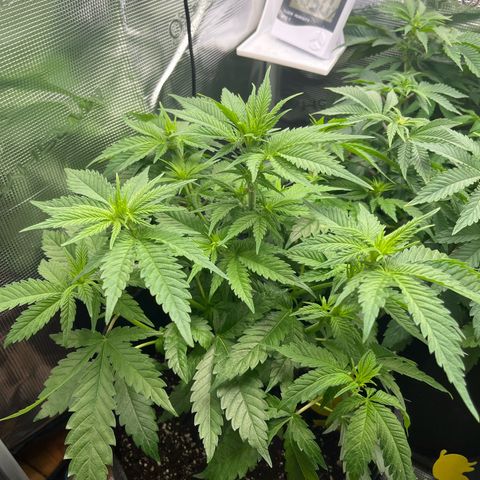 Purple Punch #1 growlog timeline photo