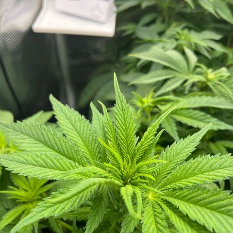 Purple Punch #1 growlog timeline photo