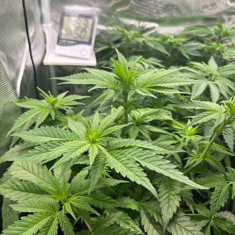 Purple Punch #1 growlog timeline photo