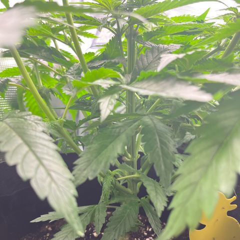 Purple Punch #1 growlog timeline photo