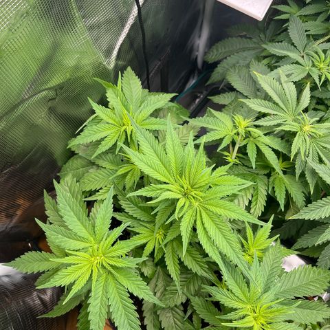 Purple Punch #1 growlog timeline photo