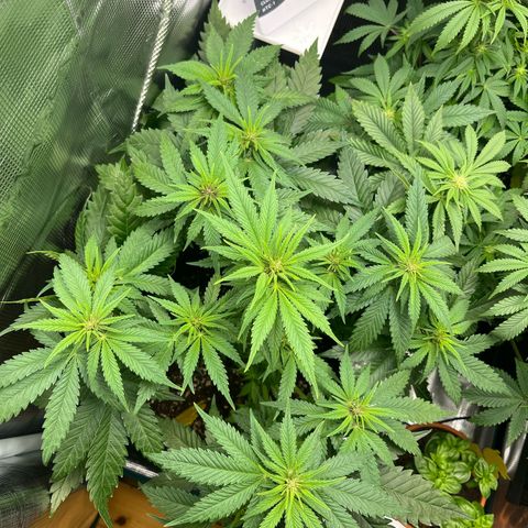Purple Punch #1 growlog timeline photo