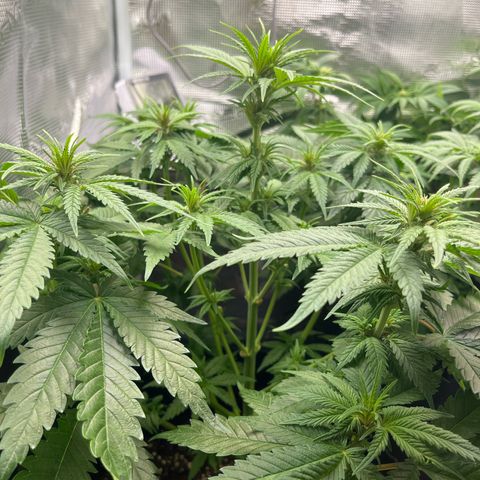 Purple Punch #1 growlog timeline photo