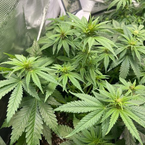 Purple Punch #1 growlog timeline photo