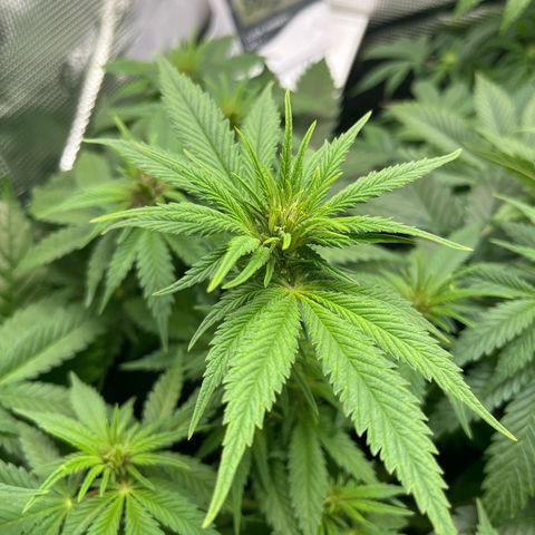 Purple Punch #1 growlog timeline photo
