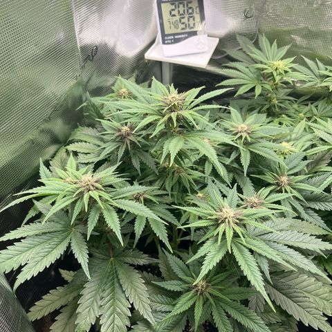 Purple Punch #1 growlog timeline photo