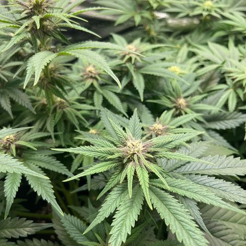 Purple Punch #1 growlog timeline photo