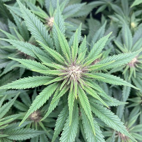 Purple Punch #1 growlog timeline photo