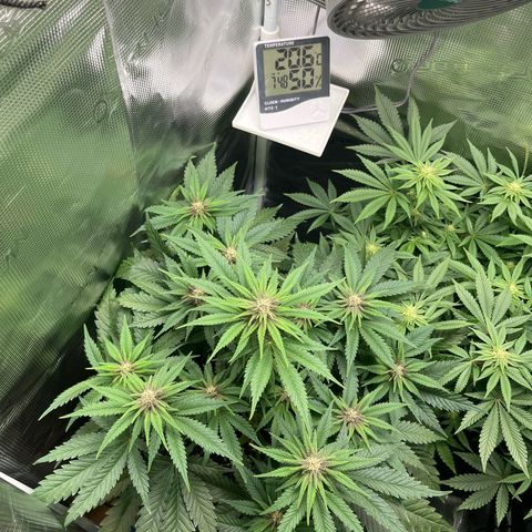 Purple Punch #1 growlog timeline photo