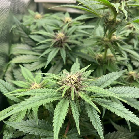 Purple Punch #1 growlog timeline photo