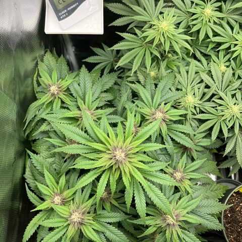 Purple Punch #1 growlog timeline photo