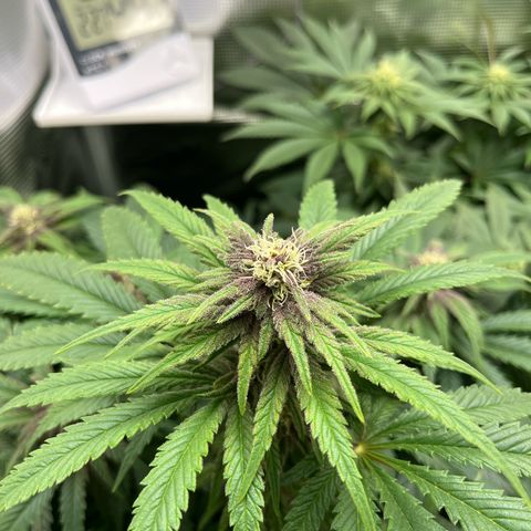 Purple Punch #1 growlog timeline photo