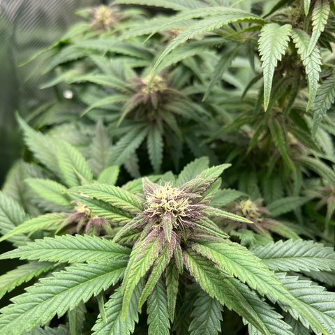 Purple Punch #1 growlog timeline photo