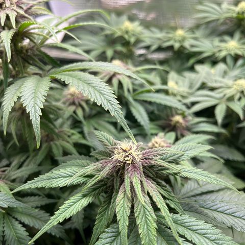 Purple Punch #1 growlog timeline photo