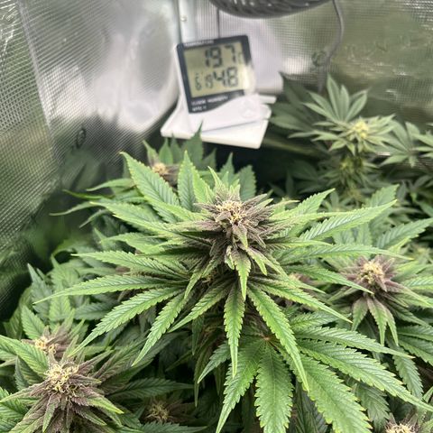 Purple Punch #1 growlog timeline photo