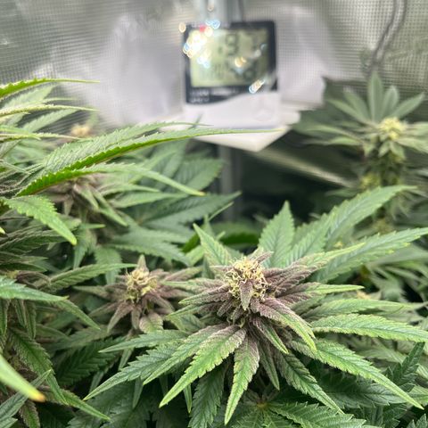 Purple Punch #1 growlog timeline photo