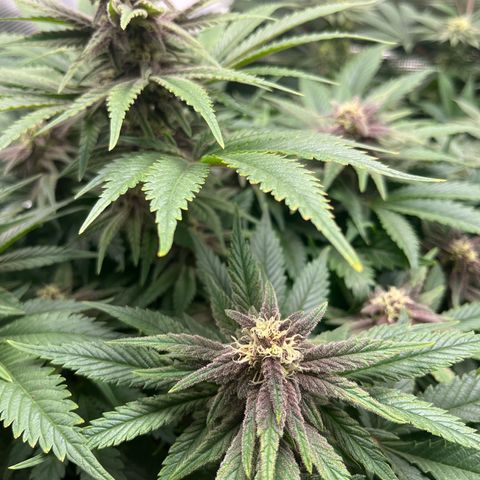 Purple Punch #1 growlog timeline photo