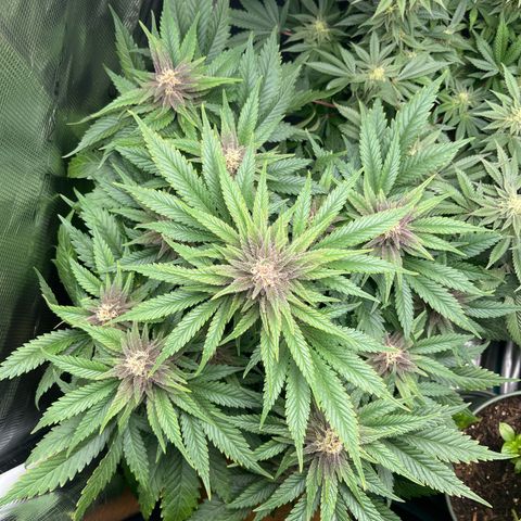 Purple Punch #1 growlog timeline photo