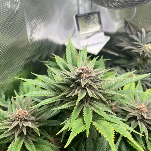 Purple Punch #1 growlog timeline photo
