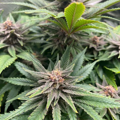 Purple Punch #1 growlog timeline photo