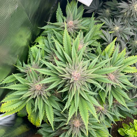 Purple Punch #1 growlog timeline photo