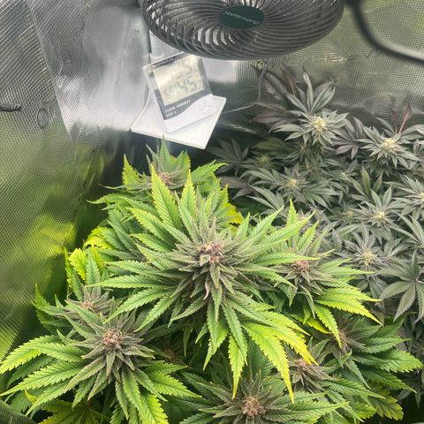 Purple Punch #1 growlog timeline photo