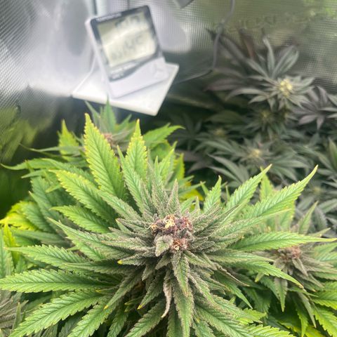 Purple Punch #1 growlog timeline photo