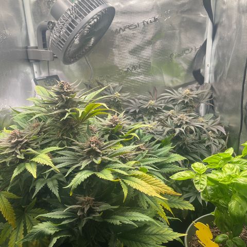 Purple Punch #1 growlog timeline photo