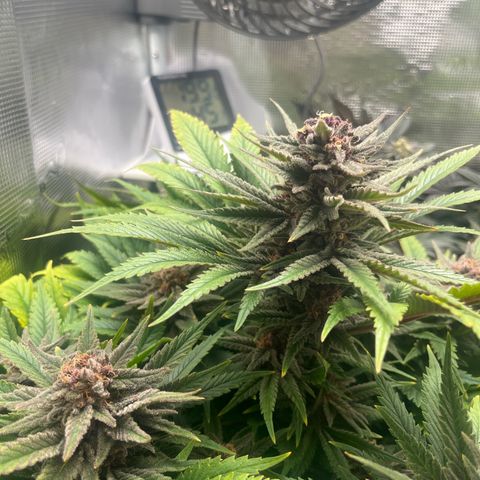 Purple Punch #1 growlog timeline photo