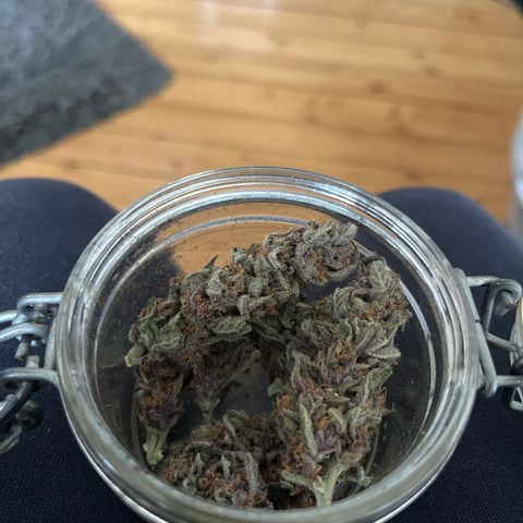 Purple Punch #1 growlog timeline photo