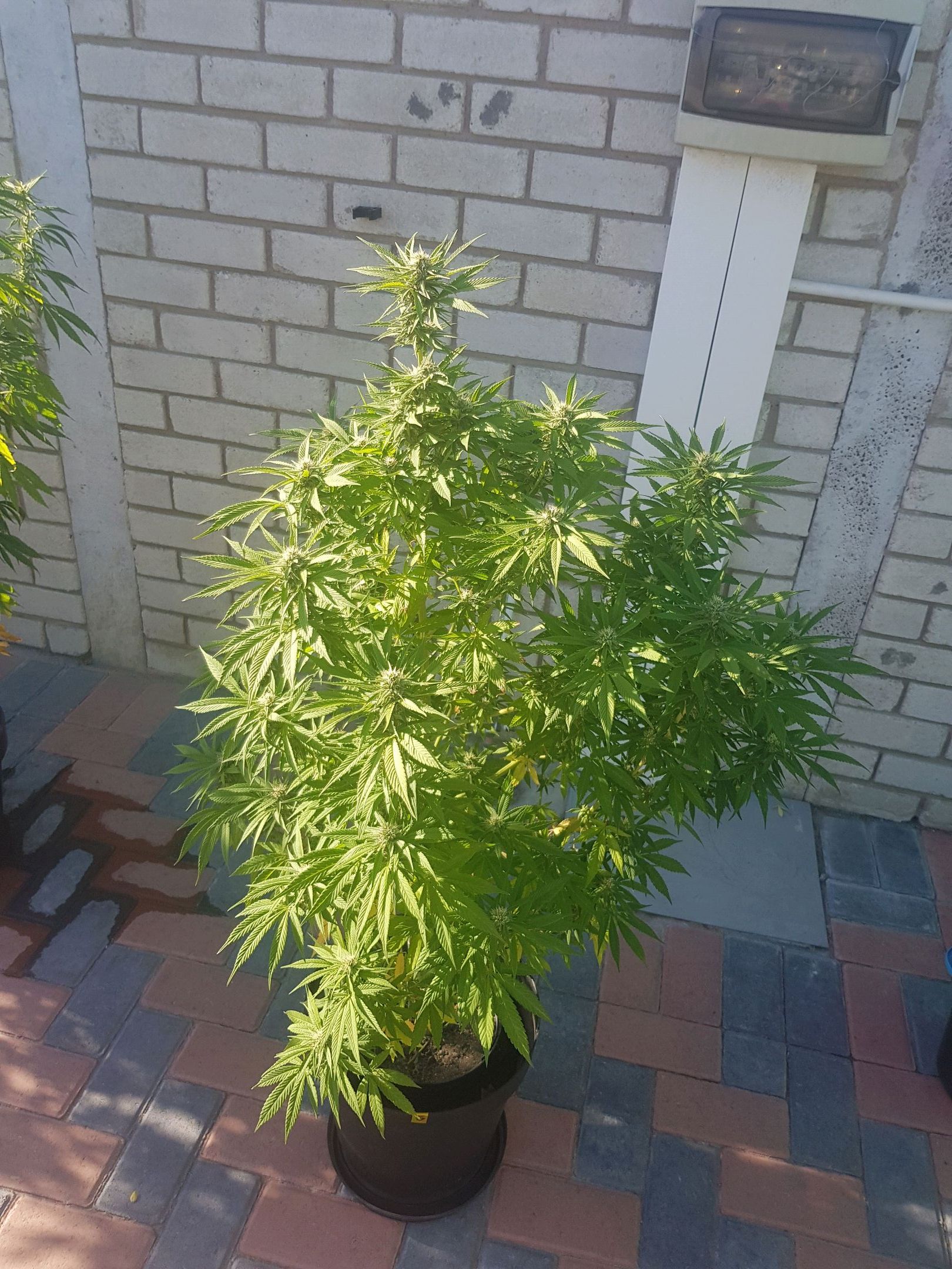 Unknown strain growlog header