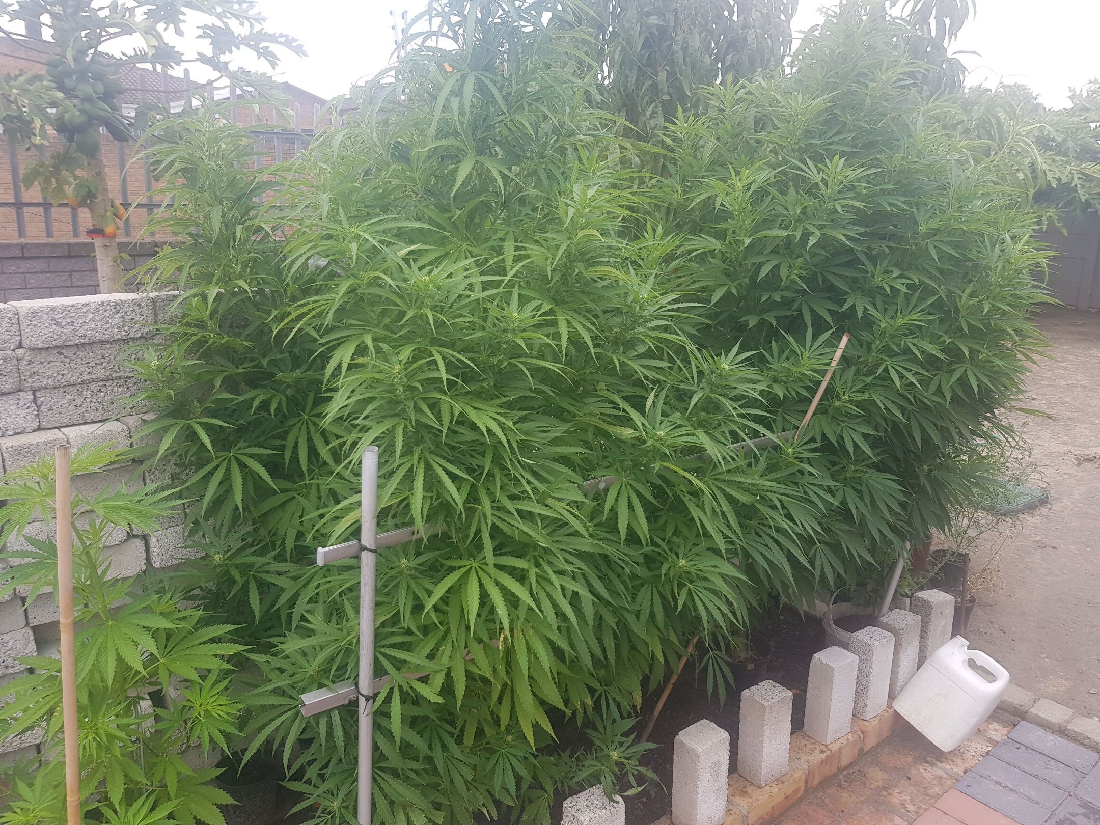 2 Big growlog header
