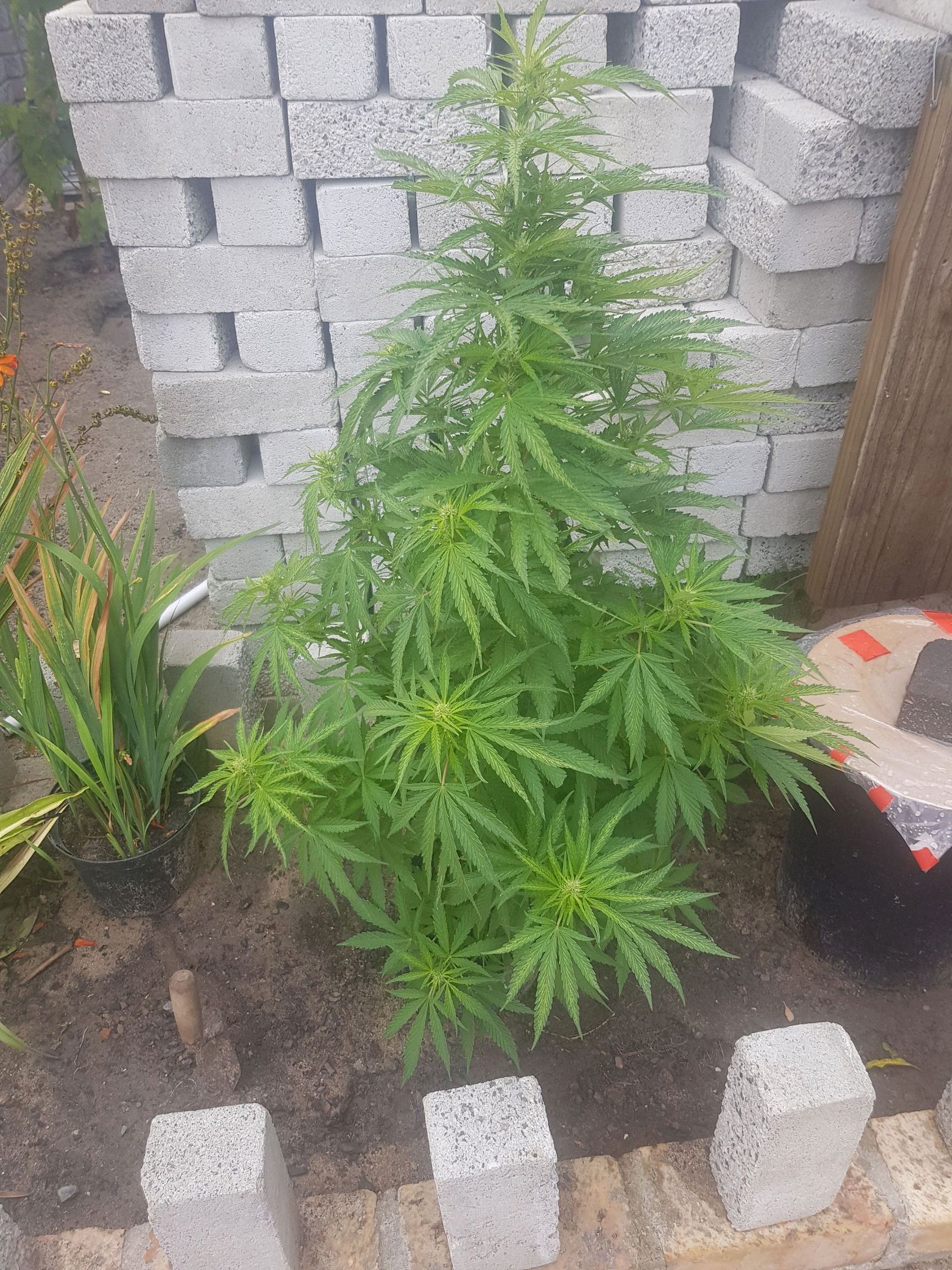 Durban Poison growlog header