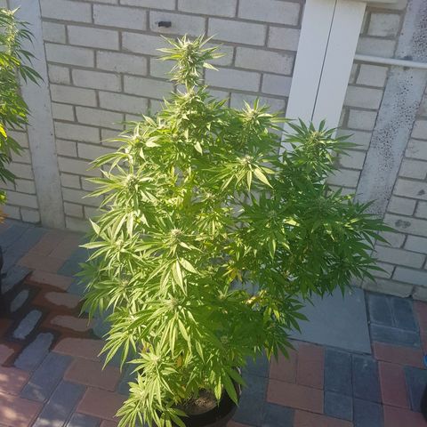 Unknown strain growlog in Outdoor