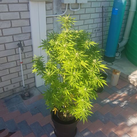 Unknown strain growlog photo