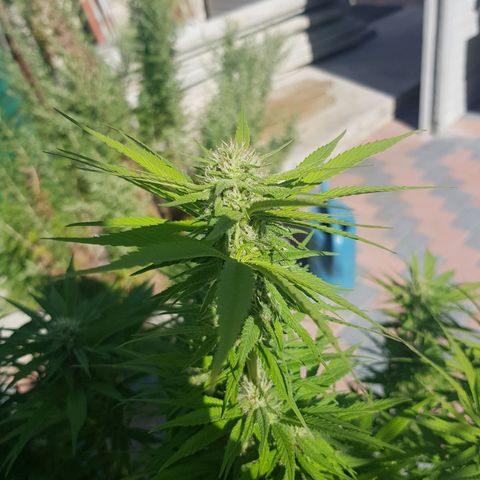 Unknown strain growlog photo