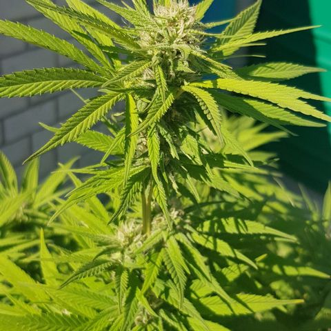 Unknown strain growlog photo
