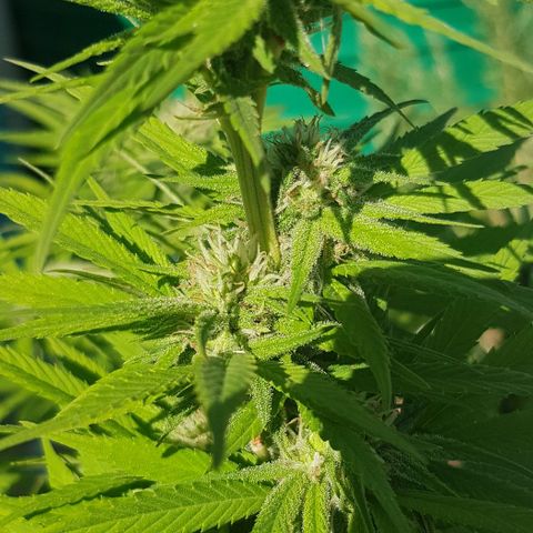 Unknown strain growlog photo